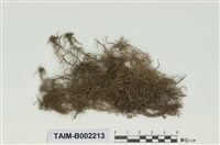 藏品(毛葉泥炭苔)的圖片